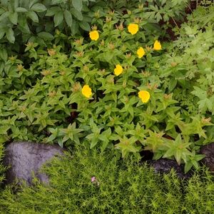 Vibrant Yellow Flowers in Lush Greenery